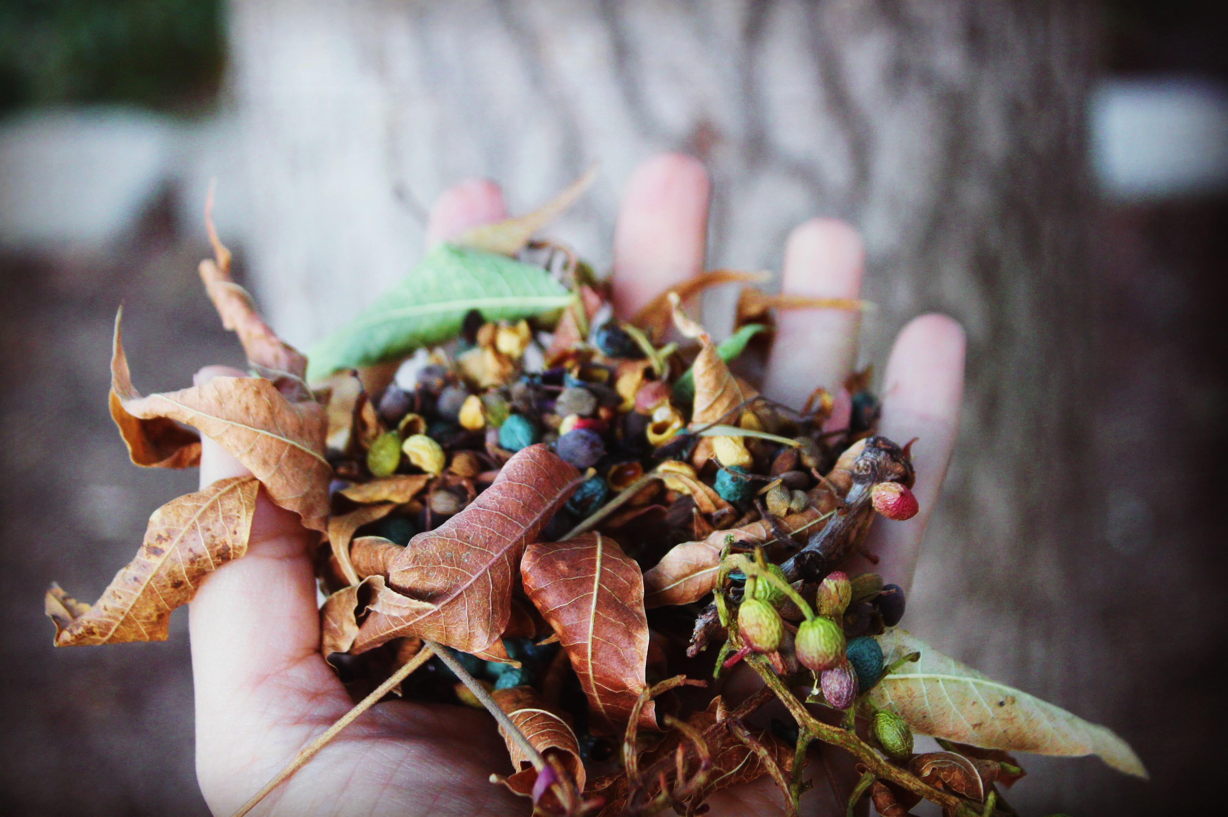 To Rake or Not to Rake? – The Benefits of Leaf Litter