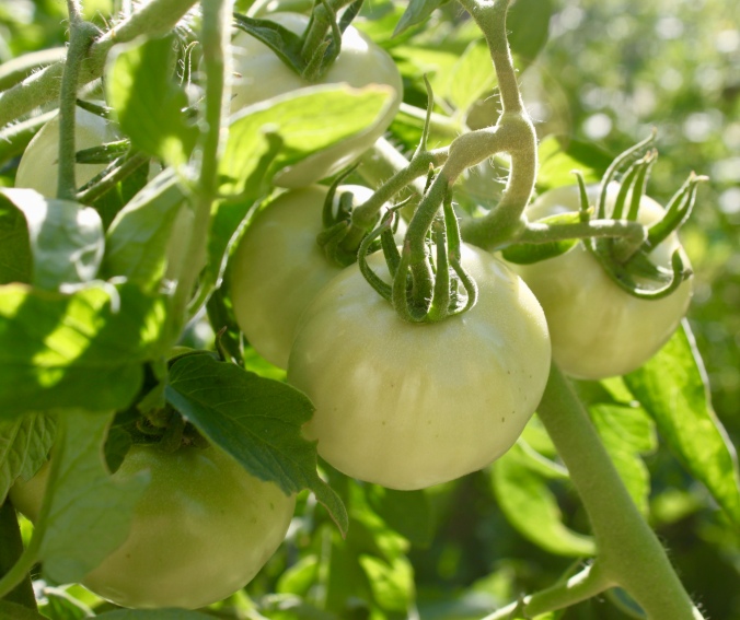 Difference Between Tomatillo and Green Tomato