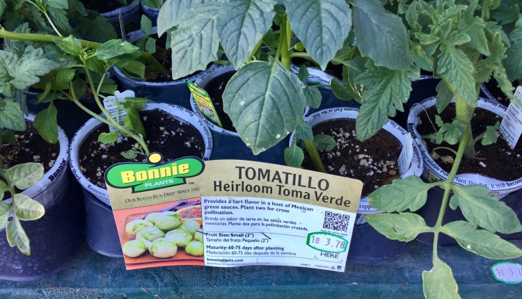 Tomatillo Seedlings