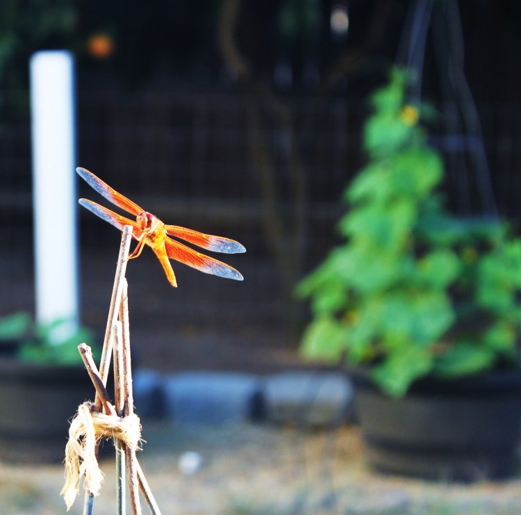Dragonfly Perched on Tomato Cage