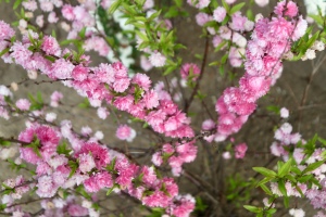 Pink spring blossoms