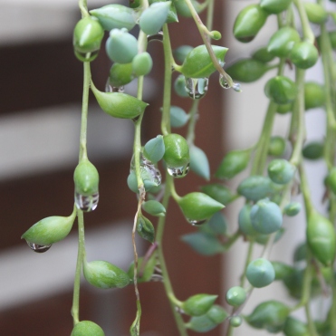 Succulents with raindrops
